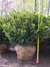 Dense Yew